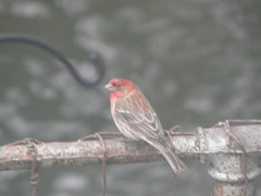 Haemorhous mexicanus