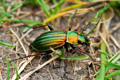 carabus auronitens
