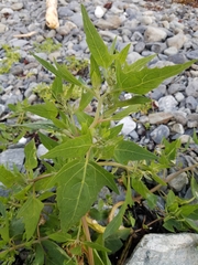 Atriplex gmelinii