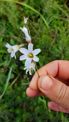 Ixia capillaris