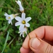 Ixia capillaris - Photo (c) Andre Venter,  זכויות יוצרים חלקיות (CC BY-NC), uploaded by Andre Venter