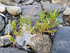 Spergularia canadensis