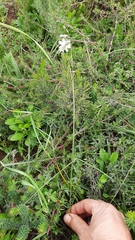 Ixia capillaris