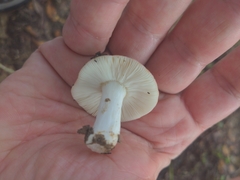 Russula perlactea
