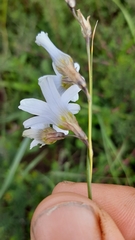 Ixia capillaris