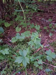 Ranunculus uncinatus