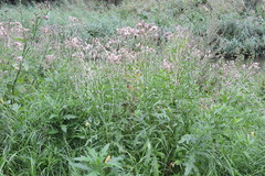 Cirsium arvense