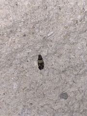 Triclonella determinatella