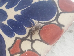 Mexigonus