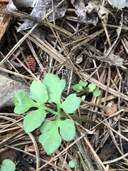 Sceptridium multifidum