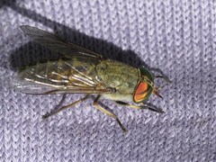 Tabanus exclusus