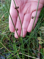Juncus arcticus