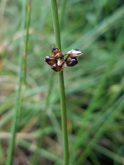 Juncus arcticus