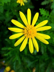 Euryops pectinatus
