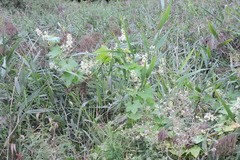 Echinocystis lobata