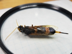 Urocerus flavicornis