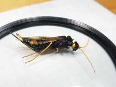 Urocerus flavicornis