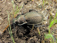 Carabus vagans