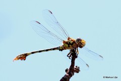 Paragomphus madegassus