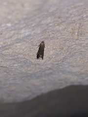 Strobisia proserpinella