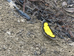 Xanthyris flaveolata