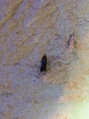 Strobisia proserpinella