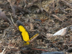 Xanthyris flaveolata