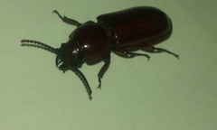 Neandra marginicollis