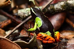 Mantella baroni