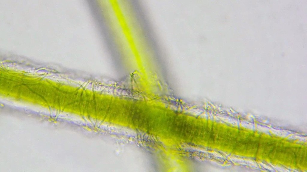 Leibleinia epiphytica