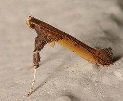 Caloptilia azaleella