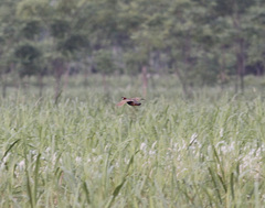 Francolinus francolinus