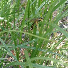 Megarhyssa nortoni