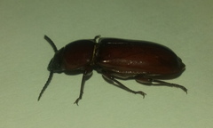 Neandra marginicollis