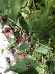 Norvellina chenopodii