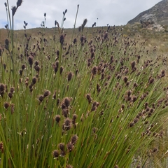 Hypodiscus aristatus