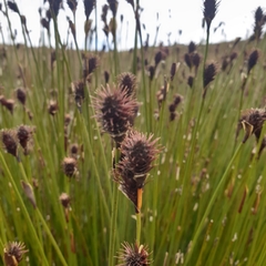 Hypodiscus aristatus