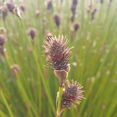 Hypodiscus aristatus