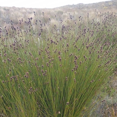 Hypodiscus aristatus