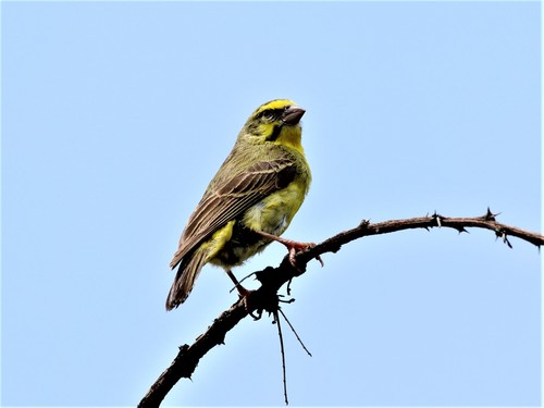 Yellow-fronted Canary