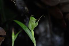 Pterostylis agathicola