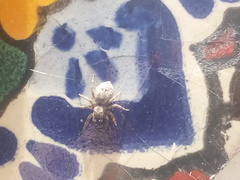Mexigonus