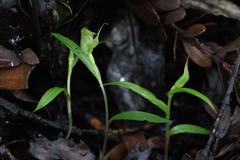Pterostylis agathicola