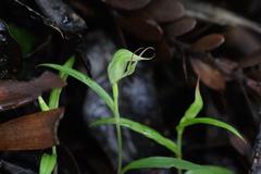Pterostylis agathicola