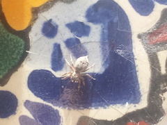 Mexigonus