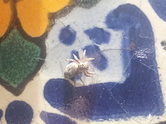 Mexigonus