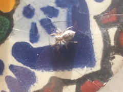 Mexigonus