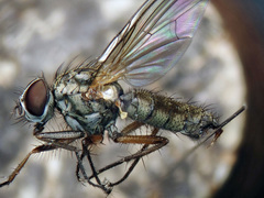 Hydrophoria linogrisea