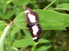 Heliomata cycladata