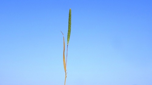 Italian timothy (Phleum subulatum)